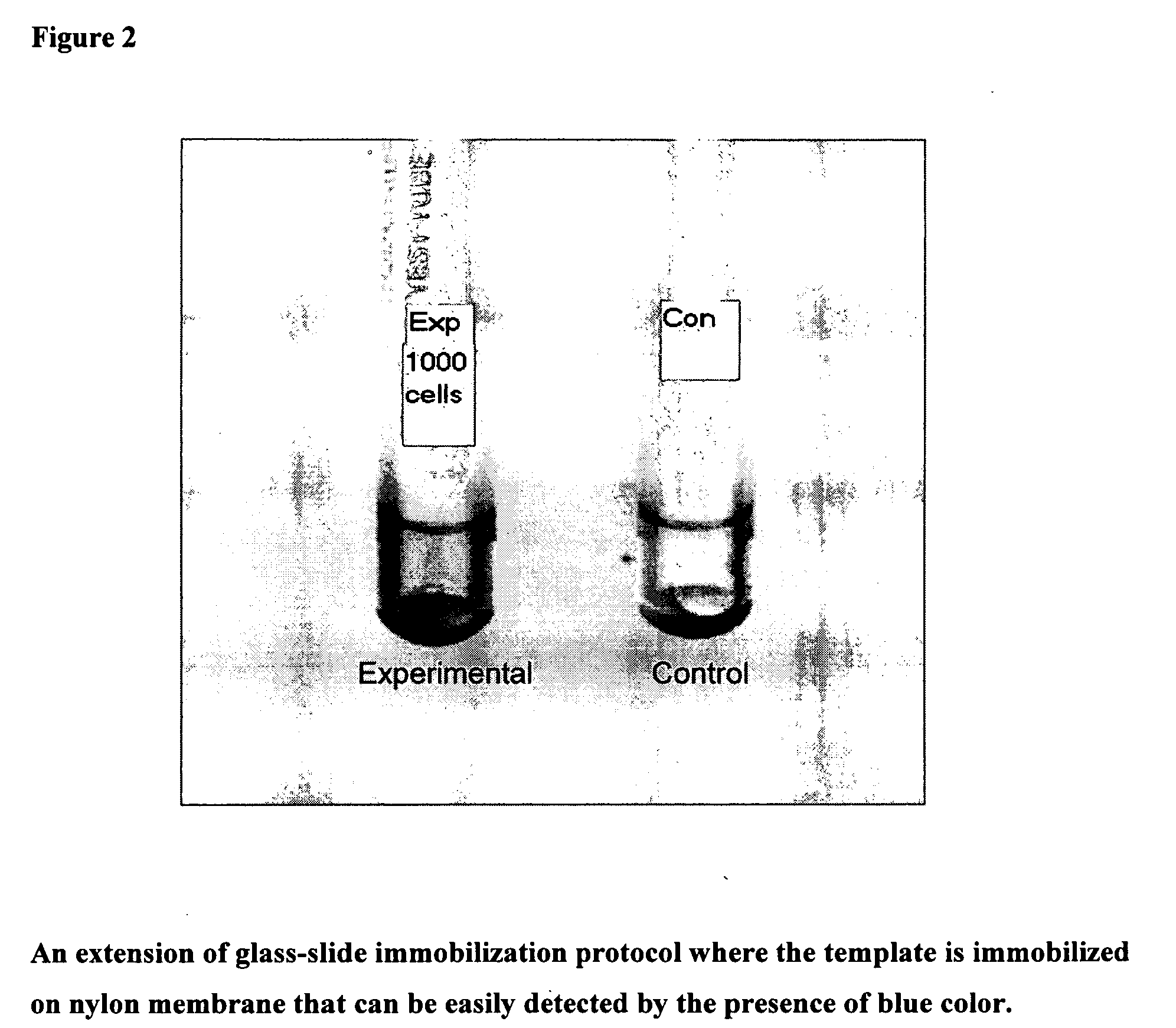 Method for detecting the presence of water born pathogens and indicator microorganism