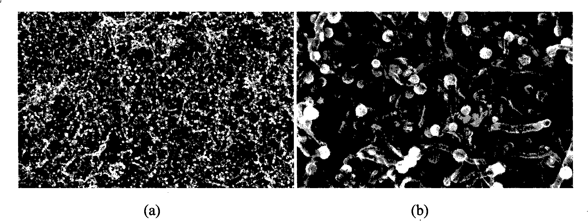 Method for preparing carbon nano-tube/nano-nickel composite film