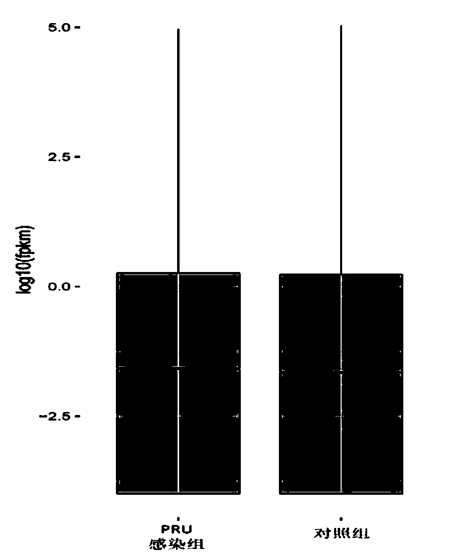 Identification of toxoplasma gondii chronic infection male mouse genital system target gene and clinical application thereof