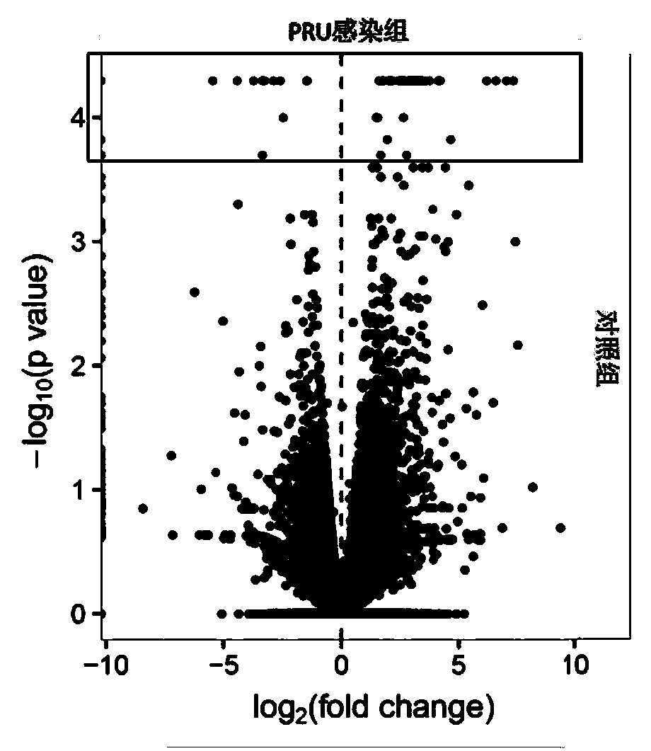 Identification of toxoplasma gondii chronic infection male mouse genital system target gene and clinical application thereof