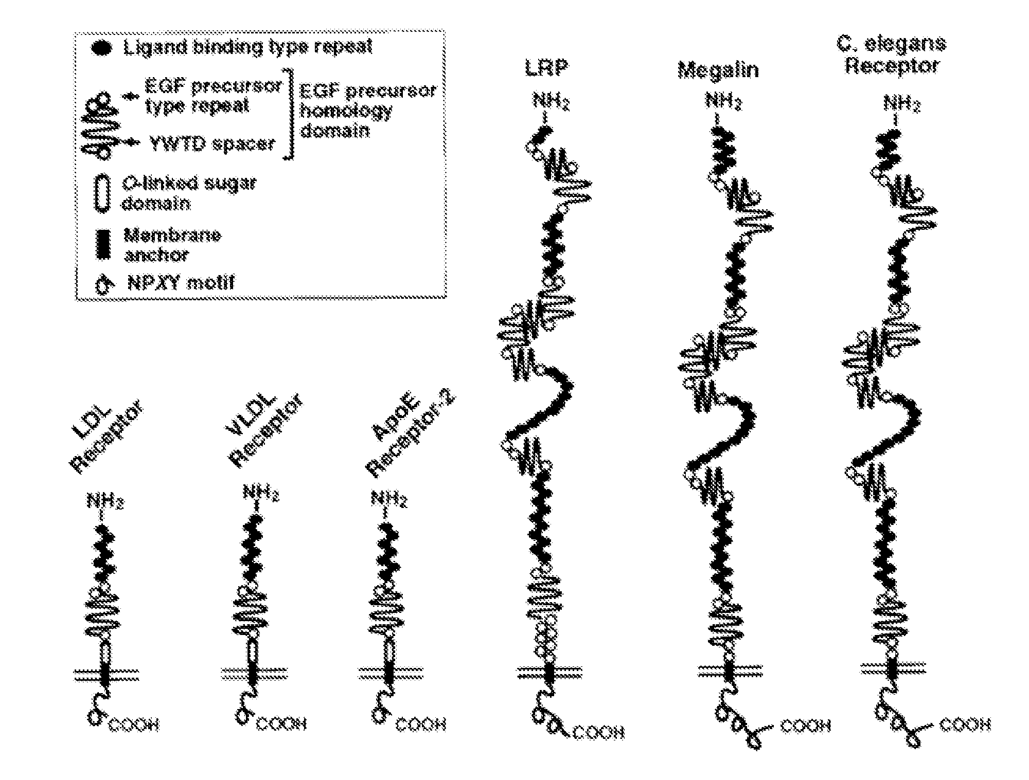 Methods and compositions for treating ophthalmic conditions via modulation of megalin activity