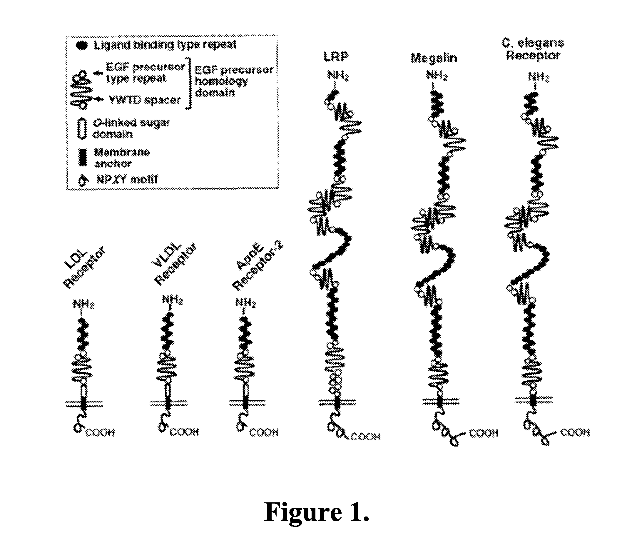 Methods and compositions for treating ophthalmic conditions via modulation of megalin activity