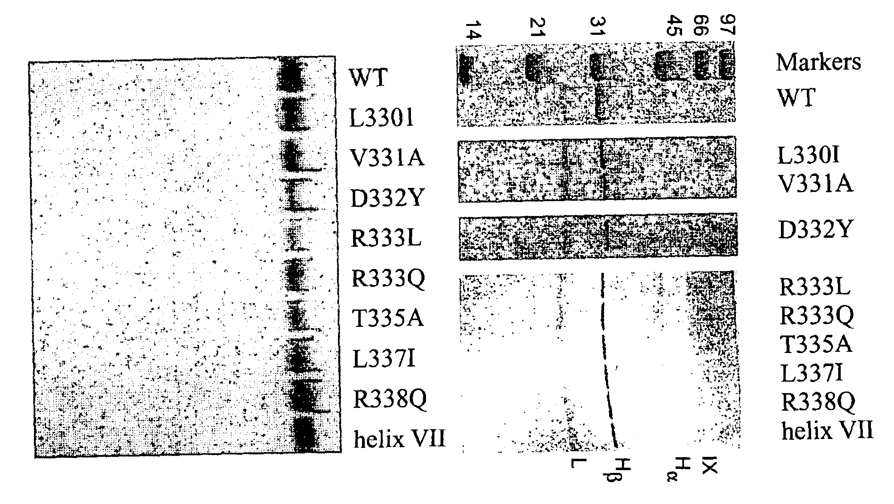 Region of factor IXa protease domain that interacts with factor VIIIa and methods therefor