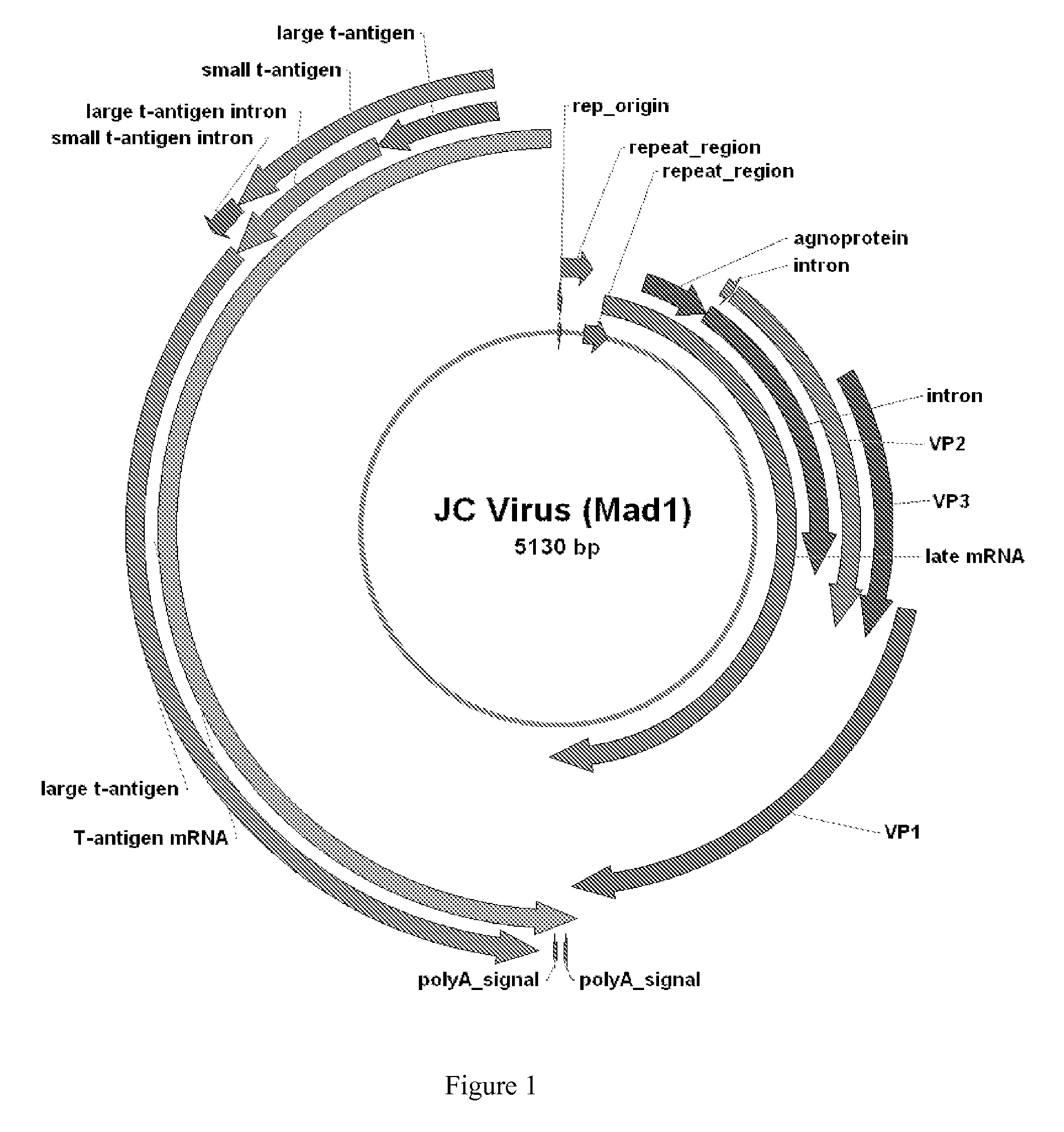 JC Virus Vaccine