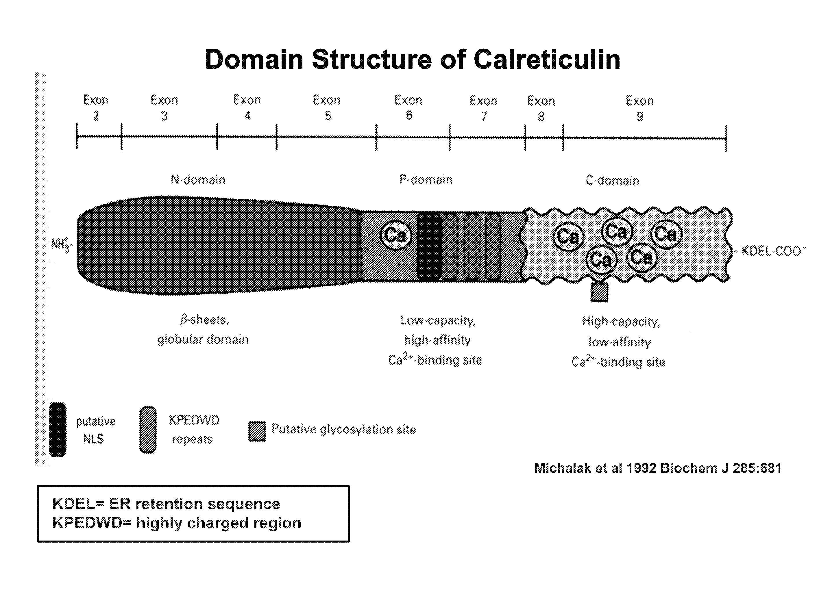 Therapeutic and cosmetic uses and applications of calreticulin