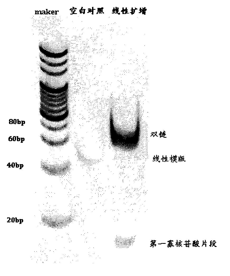 miRNA detection probe and miRNA amplification detection method