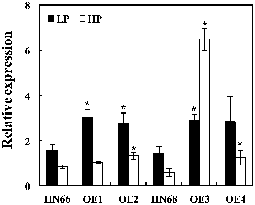 Application of purple acid phosphatase gene GmPAP35 of soybean