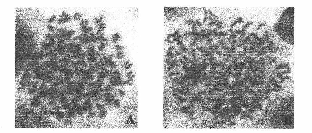 Preparation method for PCV-II Cap protein monoclonal antibody, antibody and application