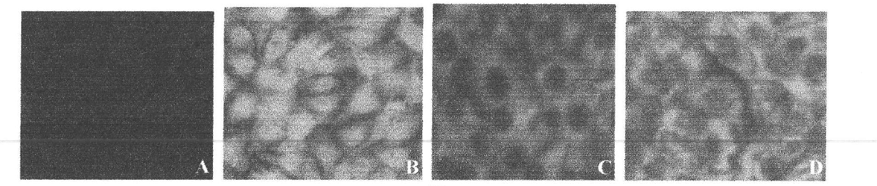 Preparation method for PCV-II Cap protein monoclonal antibody, antibody and application