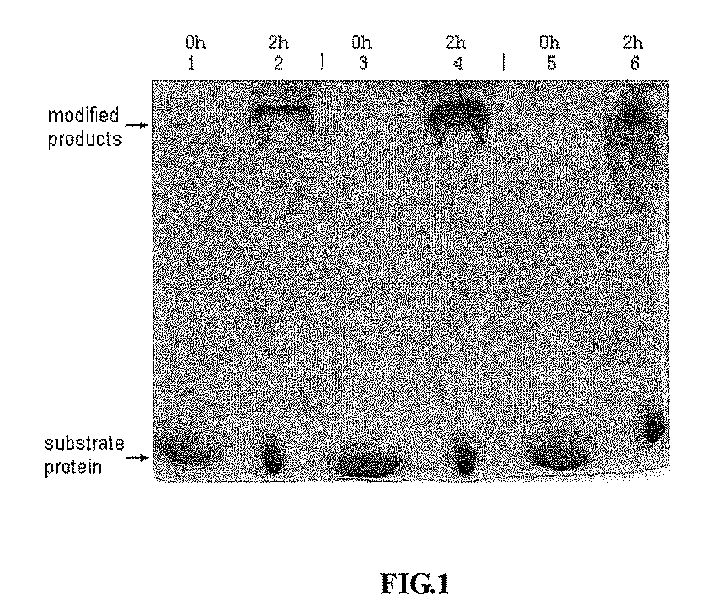 Interferon alpha-2a modified by polyethylene glycol and methods of preparation thereof