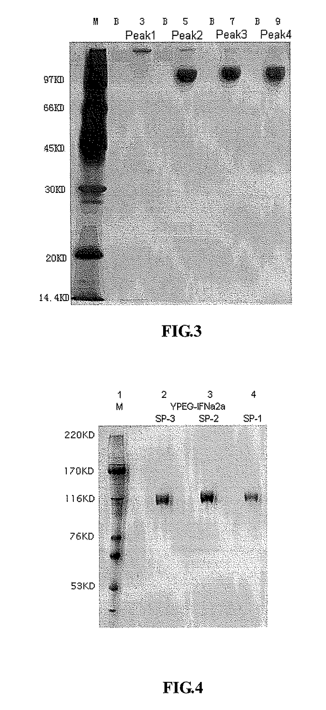 Interferon alpha-2a modified by polyethylene glycol and methods of preparation thereof