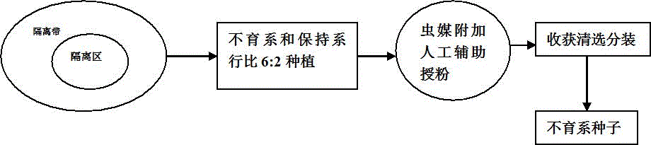 A kind of propagation method of sunflower Xinkui No. 14 CMS line 1666a for oil