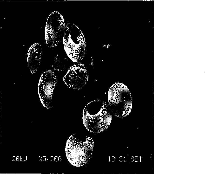 Method for culturing and screening microbiological bacterials