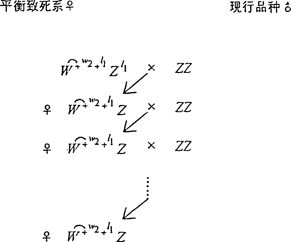 Implantation method of sex-linked balance lethal and sex control gene for Bombyx mori