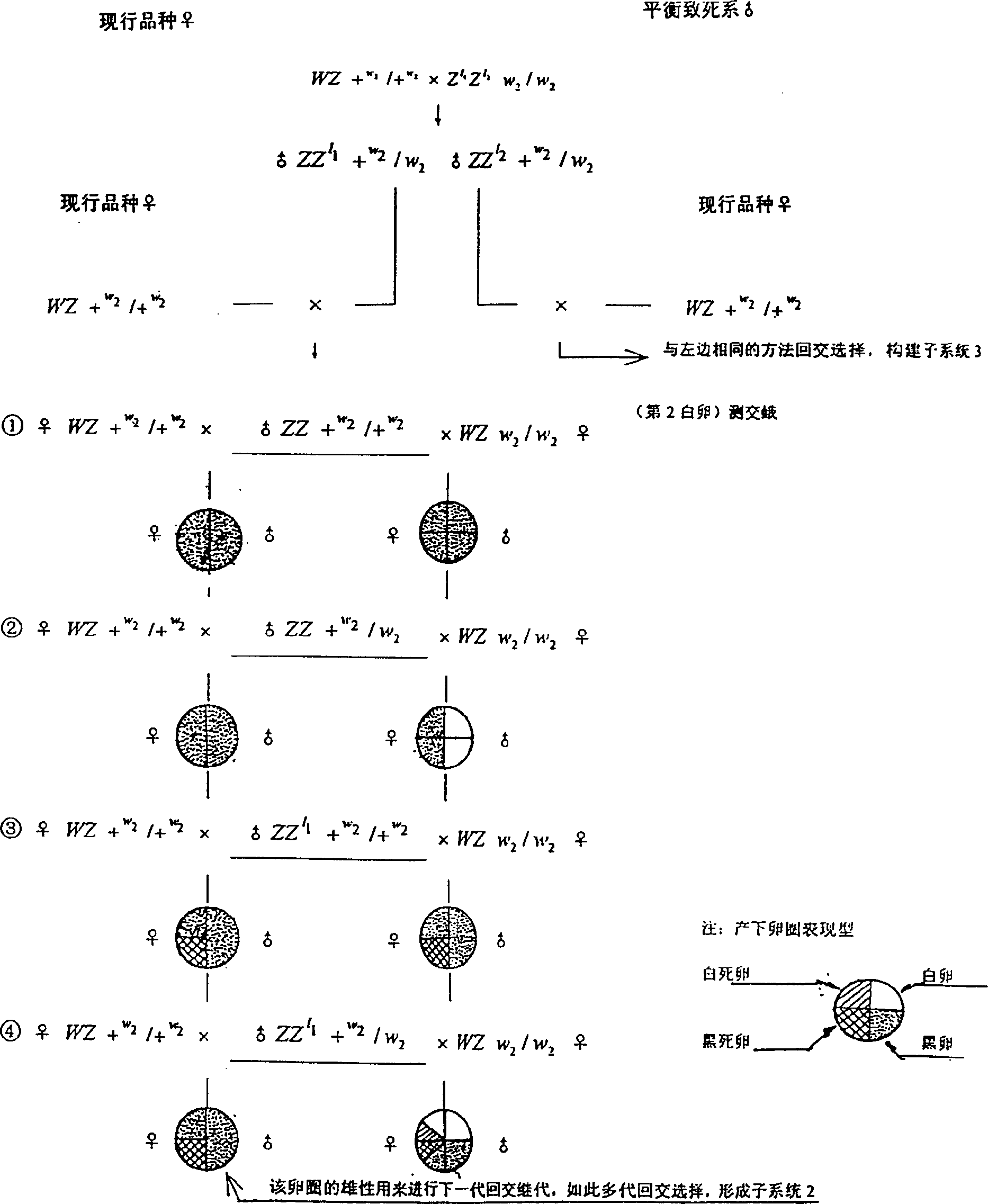 Implantation method of sex-linked balance lethal and sex control gene for Bombyx mori