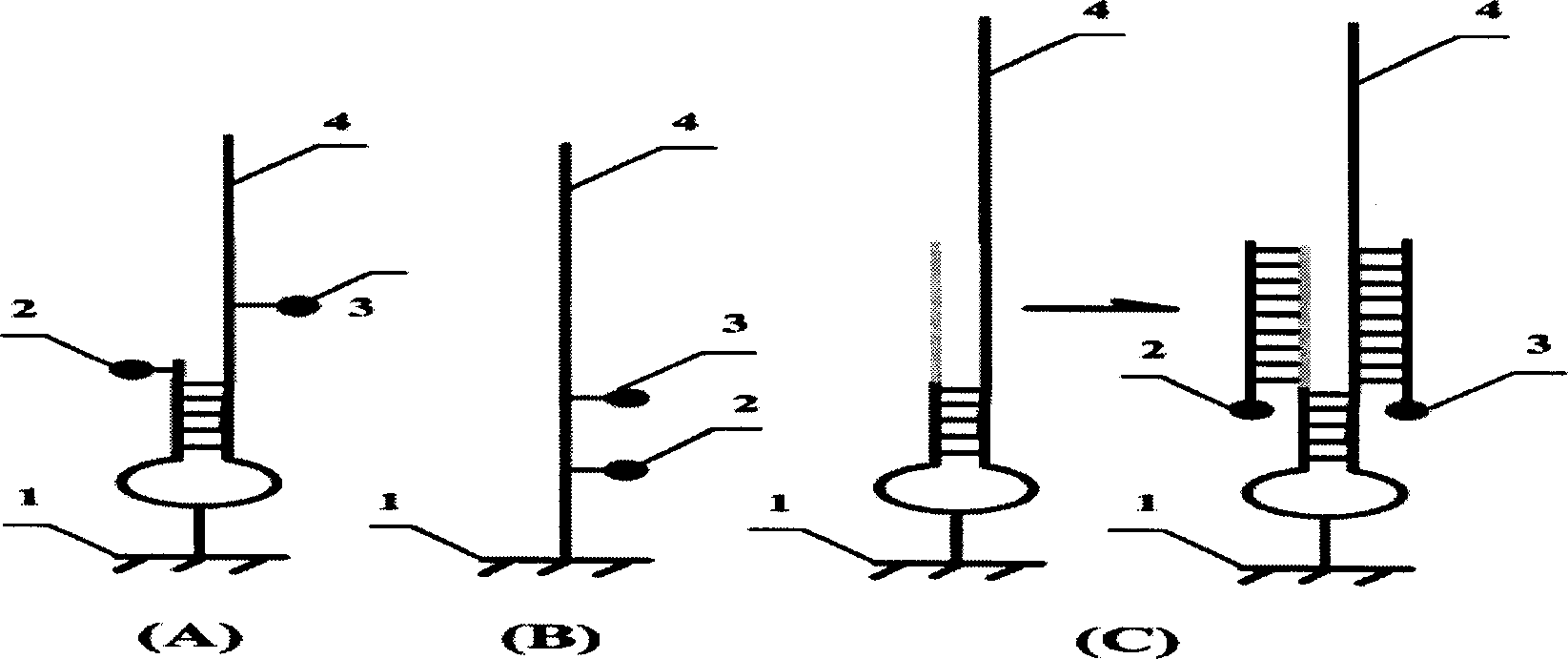 Immobilized nucleic acid probe for non-labeling detection