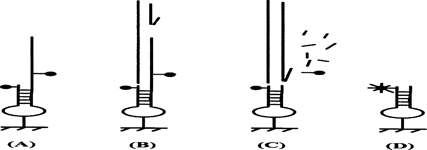 Immobilized nucleic acid probe for non-labeling detection