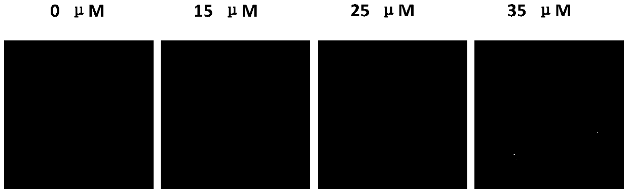 Croton crassifolius root extract, and supercutical fluid extraction method and application thereof