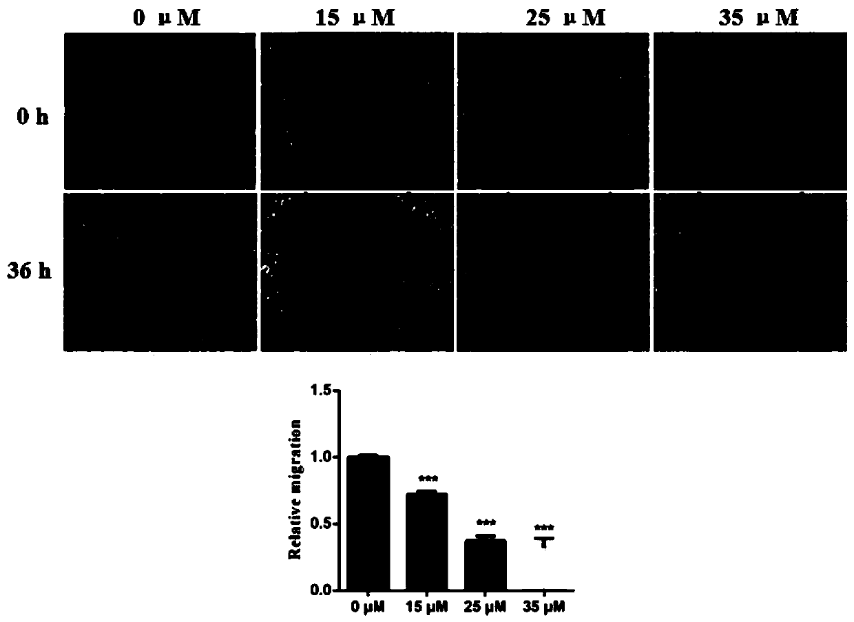 Croton crassifolius root extract, and supercutical fluid extraction method and application thereof