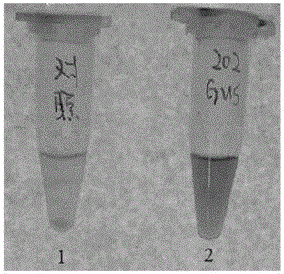 Microalgae constitutive expression promoter and application thereof