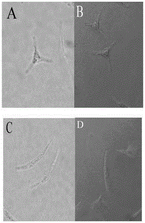 Microalgae constitutive expression promoter and application thereof