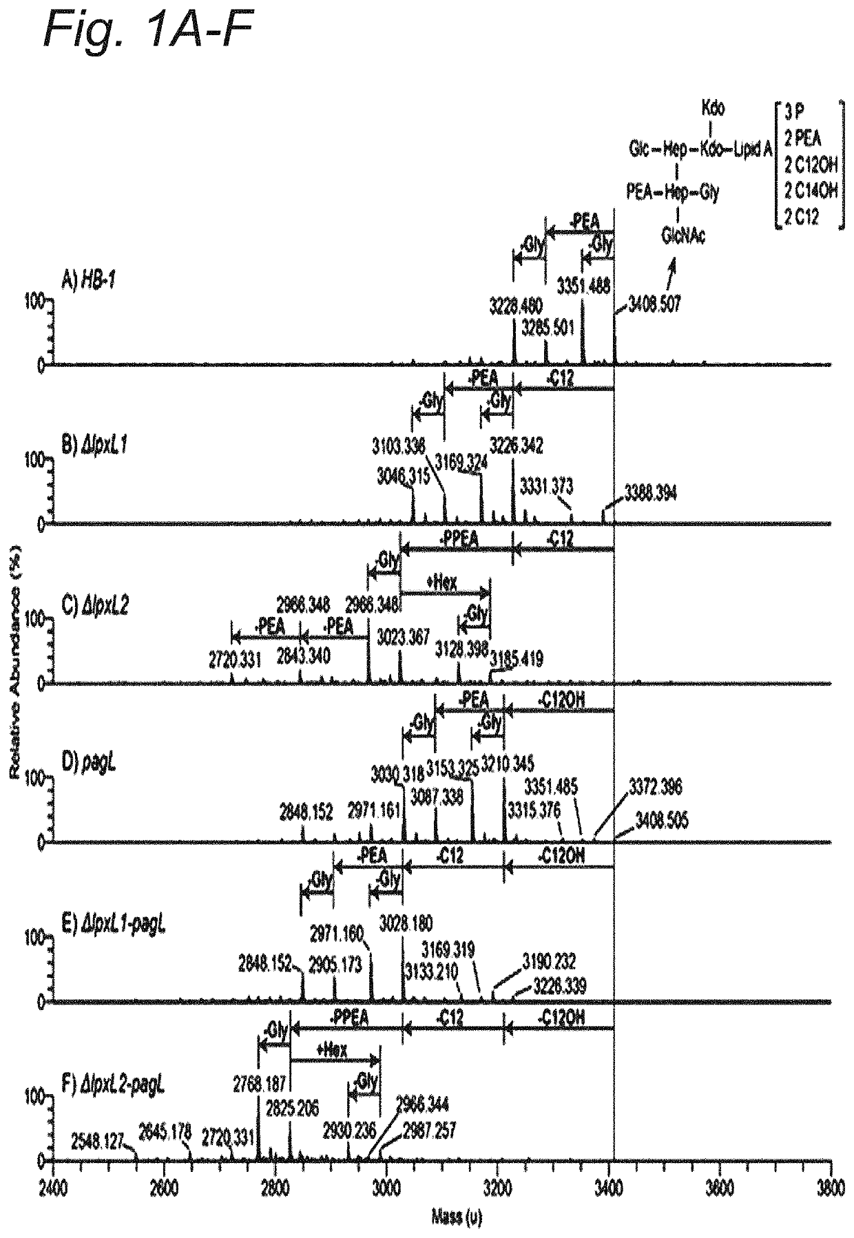 Modified hexa-acylated neisserial LPS