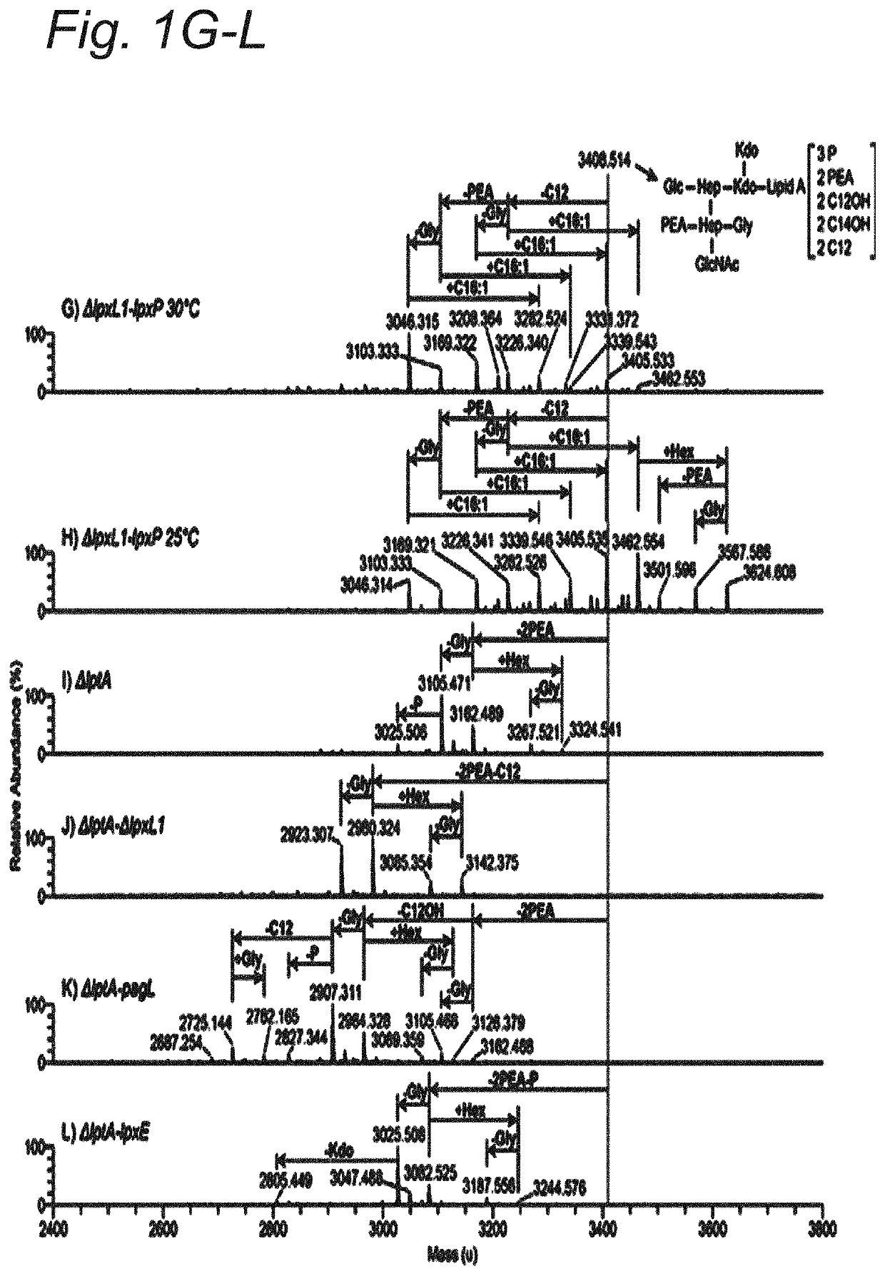 Modified hexa-acylated neisserial LPS