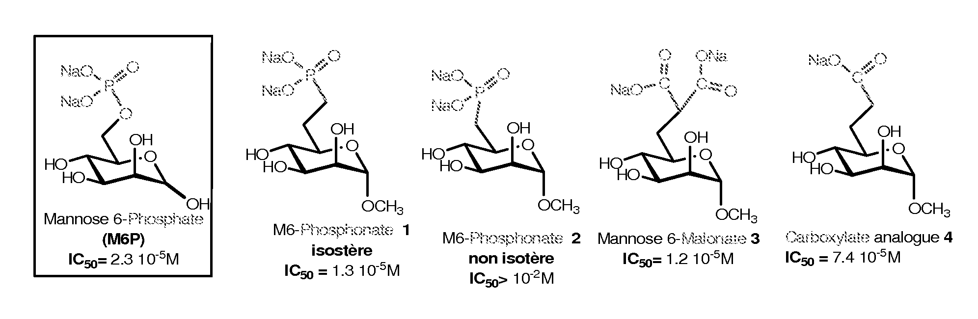 Compounds targeting the cation-independent mannose 6-phosphate receptor