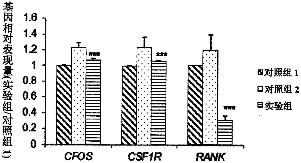 Use of extract of artocarpus heterophyllu white core for regulating gene expression and improving menopausal syndrome