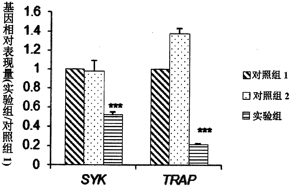 Use of extract of artocarpus heterophyllu white core for regulating gene expression and improving menopausal syndrome