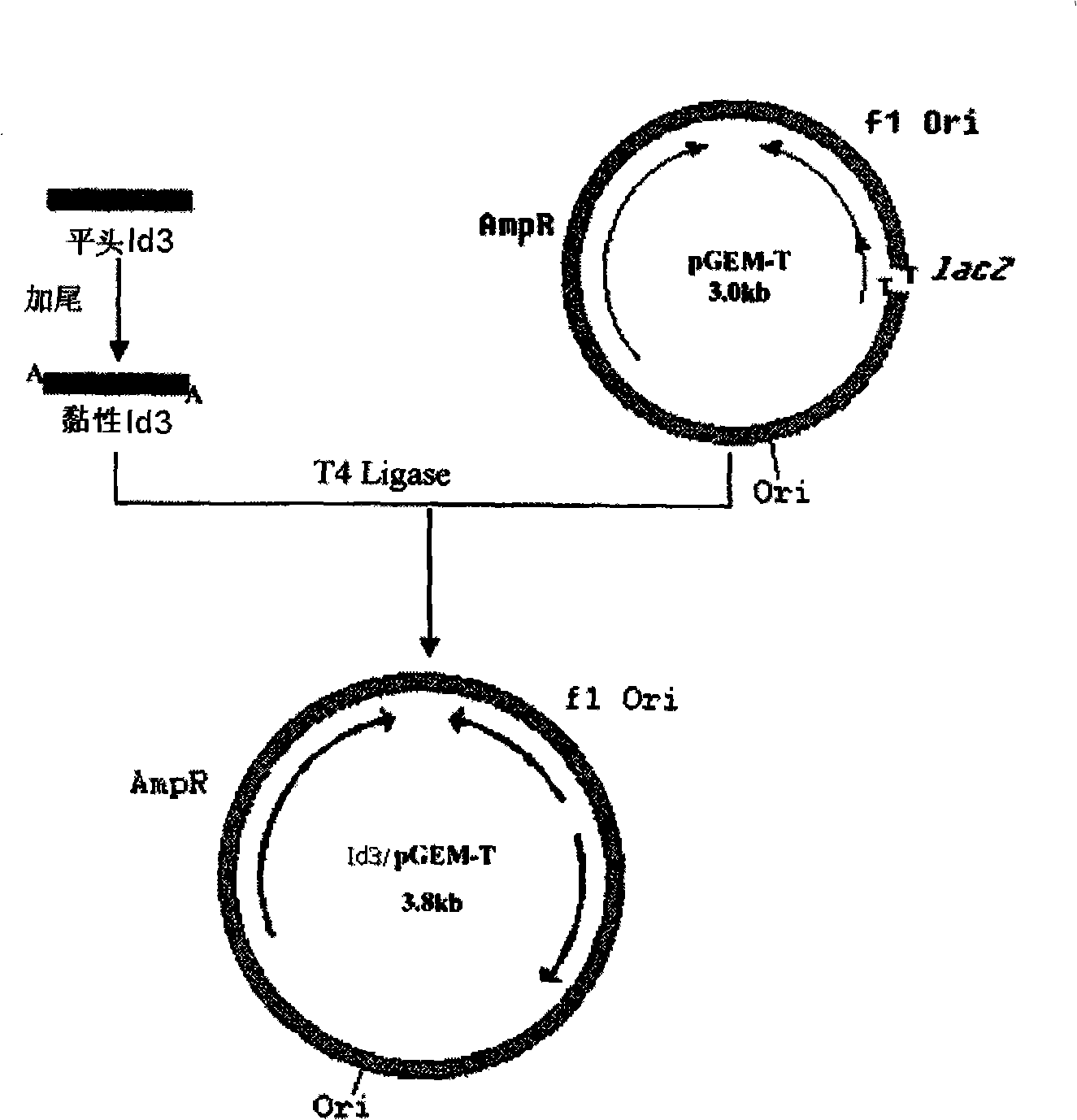 Expression vector and fused protein of human differential initiator 3 and preparation thereof