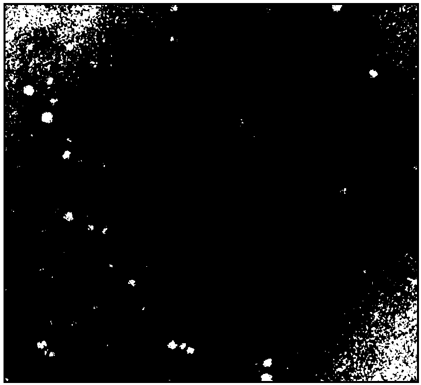 Shewanella putrefaciens phage and application thereof