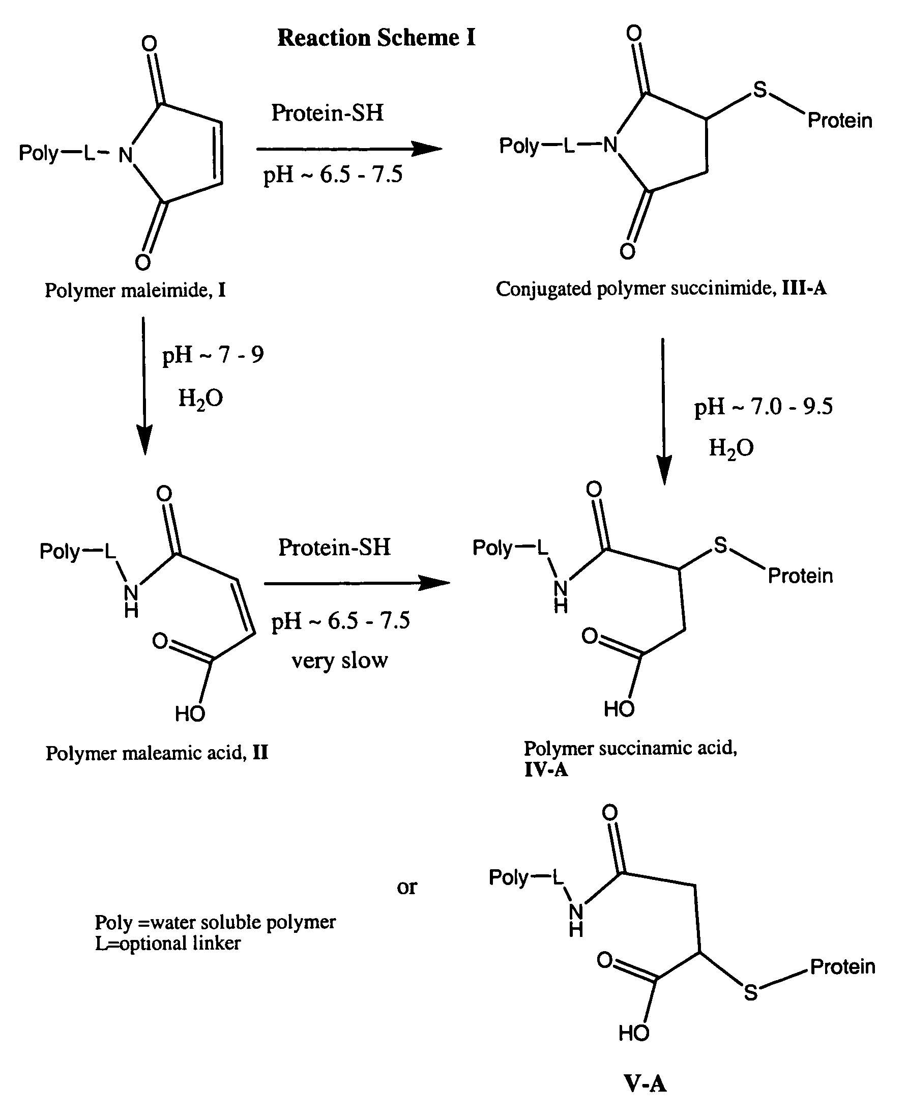 Maleamic acid polymer derivatives and their bioconjugates