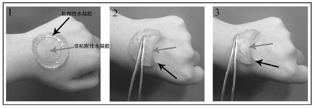 Adhesive-non-adhesive integrated hydrogel as well as preparation method and application thereof in wound repair