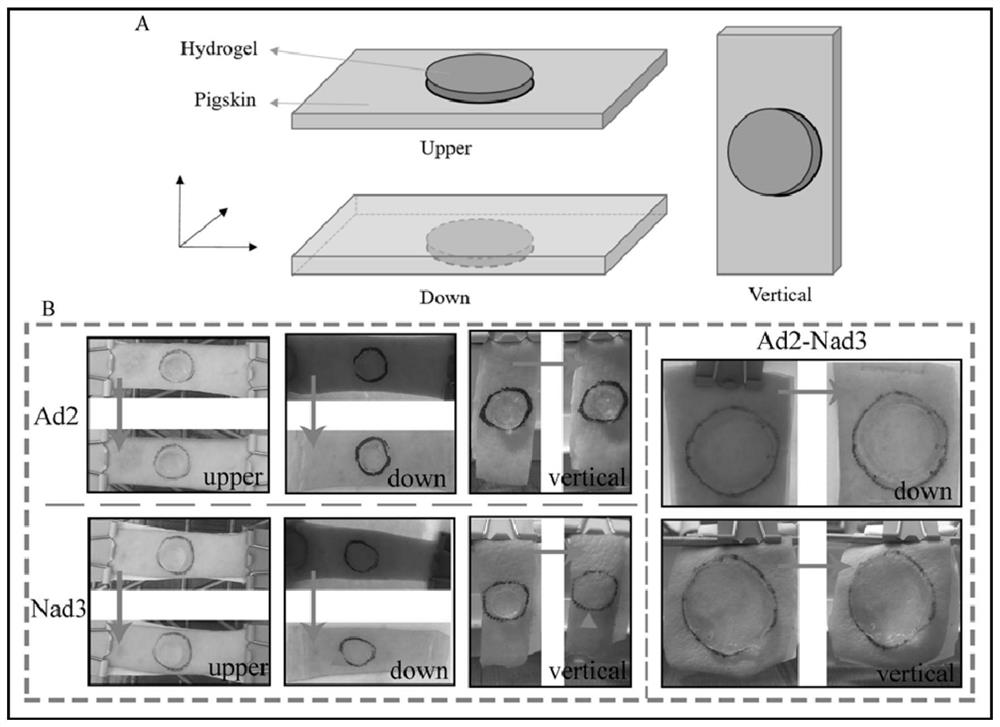 Adhesive-non-adhesive integrated hydrogel as well as preparation method and application thereof in wound repair