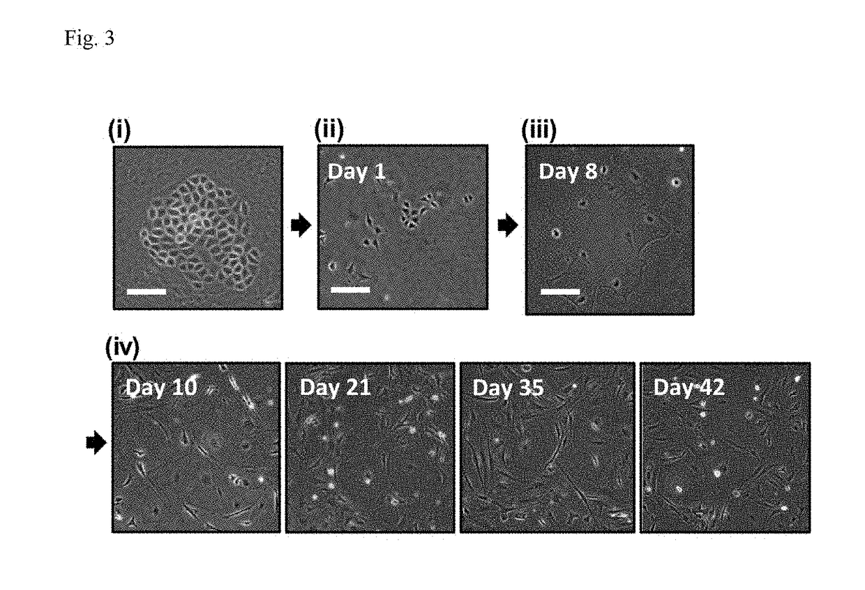 Cancer initiating cell and use thereof