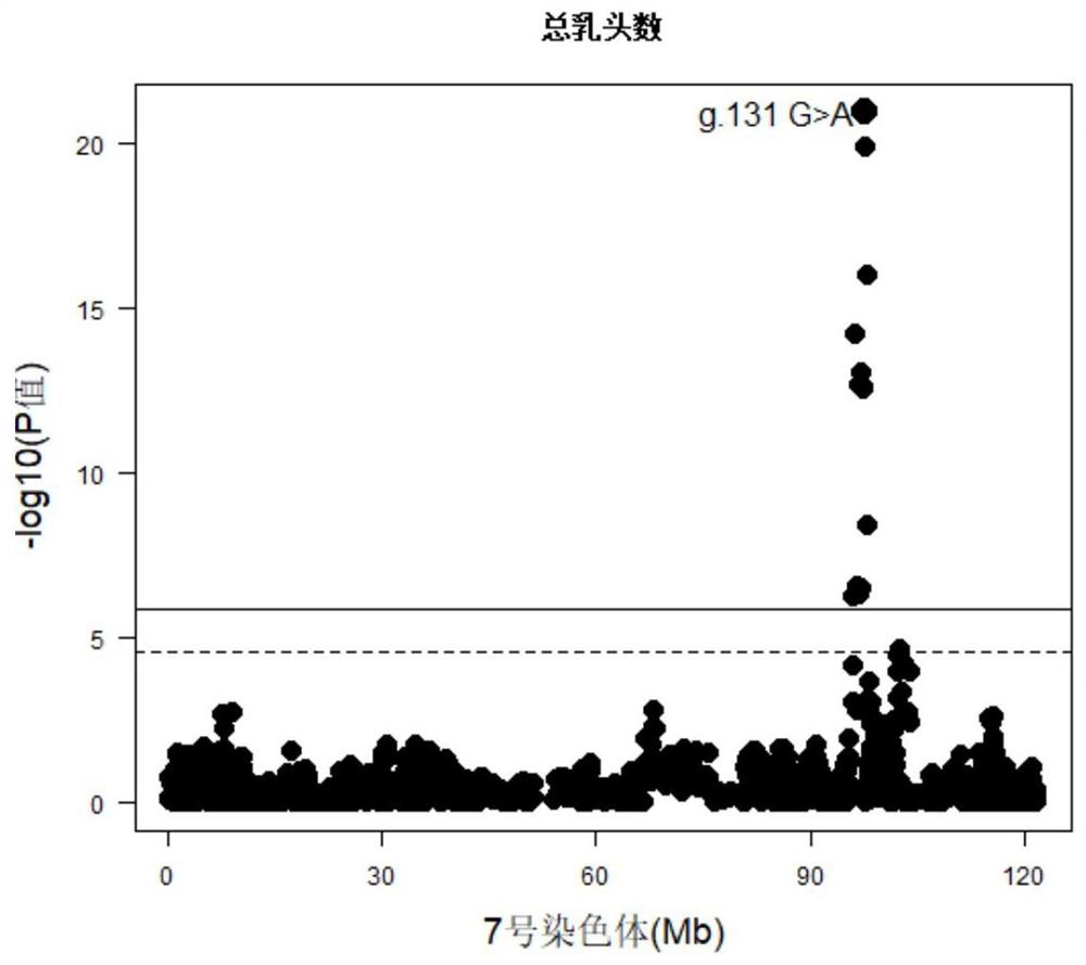 The SNP molecular marker and its application on the pig chromosome 7 related to the total number of teats