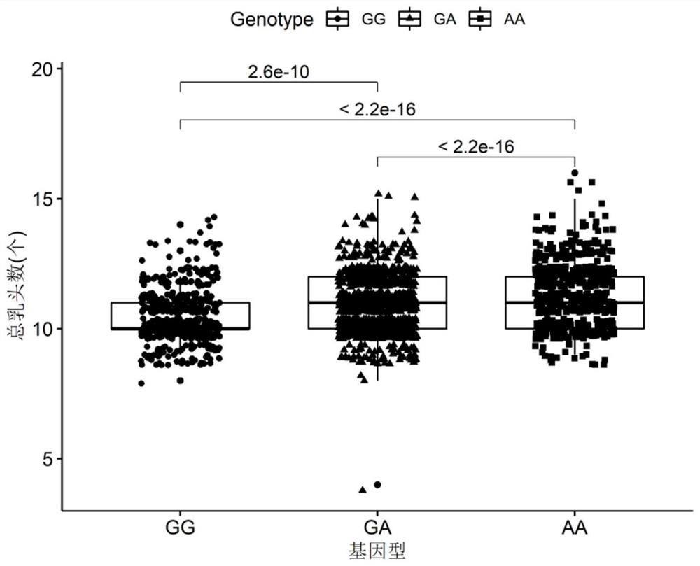 The SNP molecular marker and its application on the pig chromosome 7 related to the total number of teats