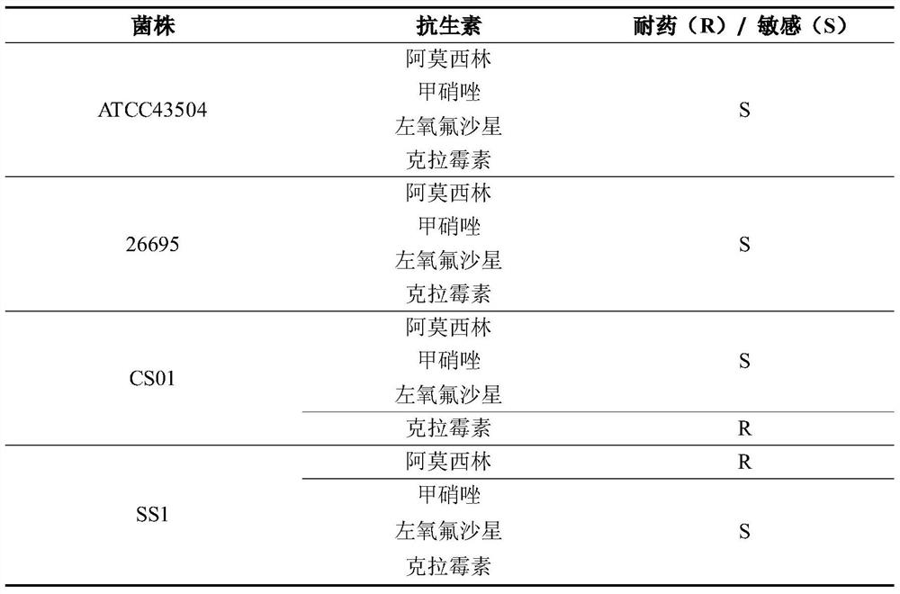 Traditional Chinese medicine composition for inhibiting helicobacter pylori and preparation method thereof