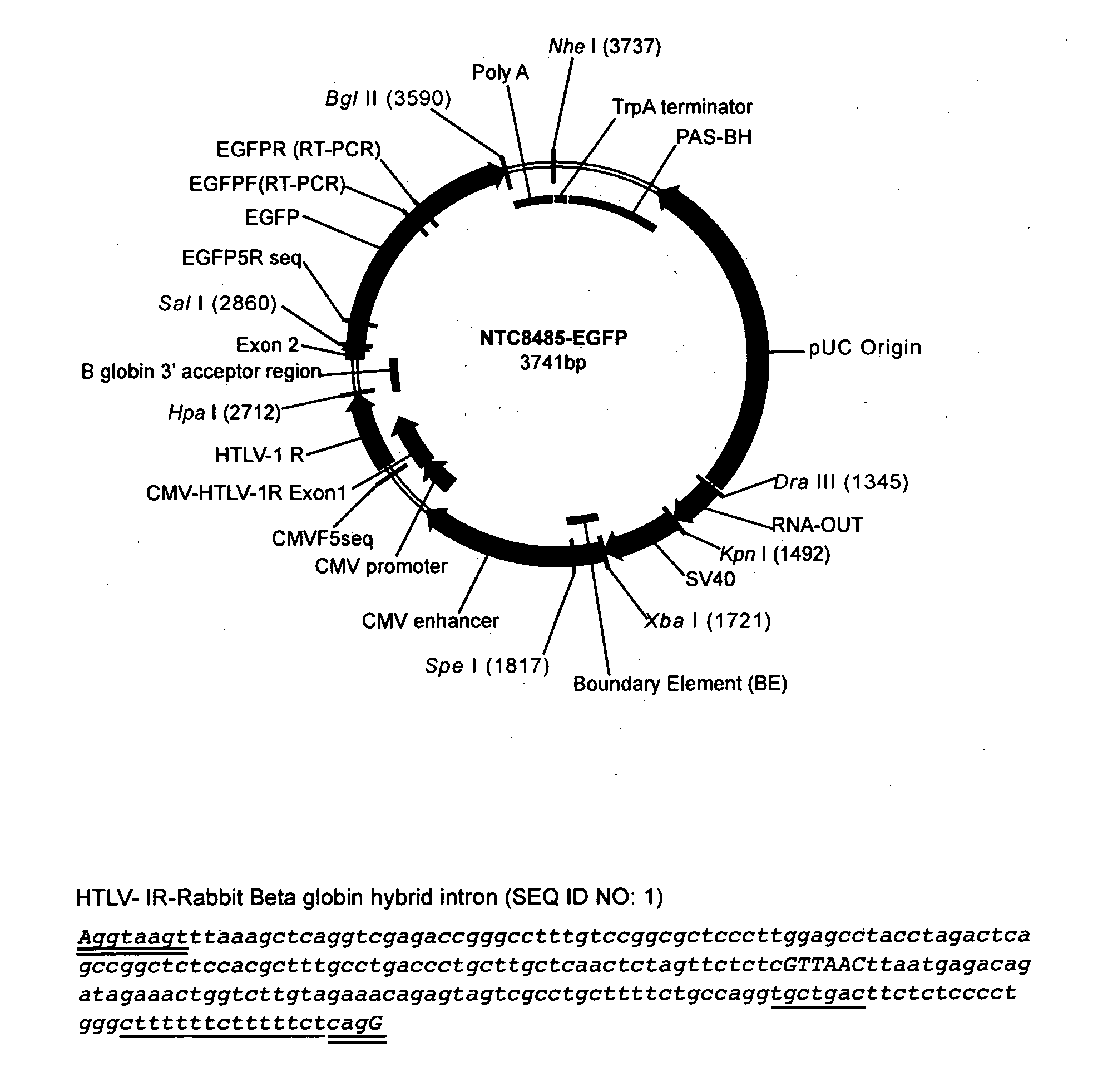 Replicative minicircle vectors with improved expression