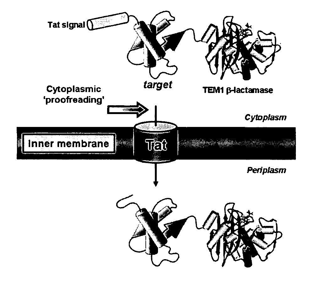 Compositions and methods for monitoring and altering protein folding and solubility