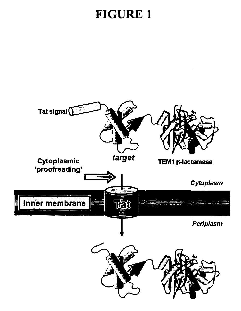 Compositions and methods for monitoring and altering protein folding and solubility