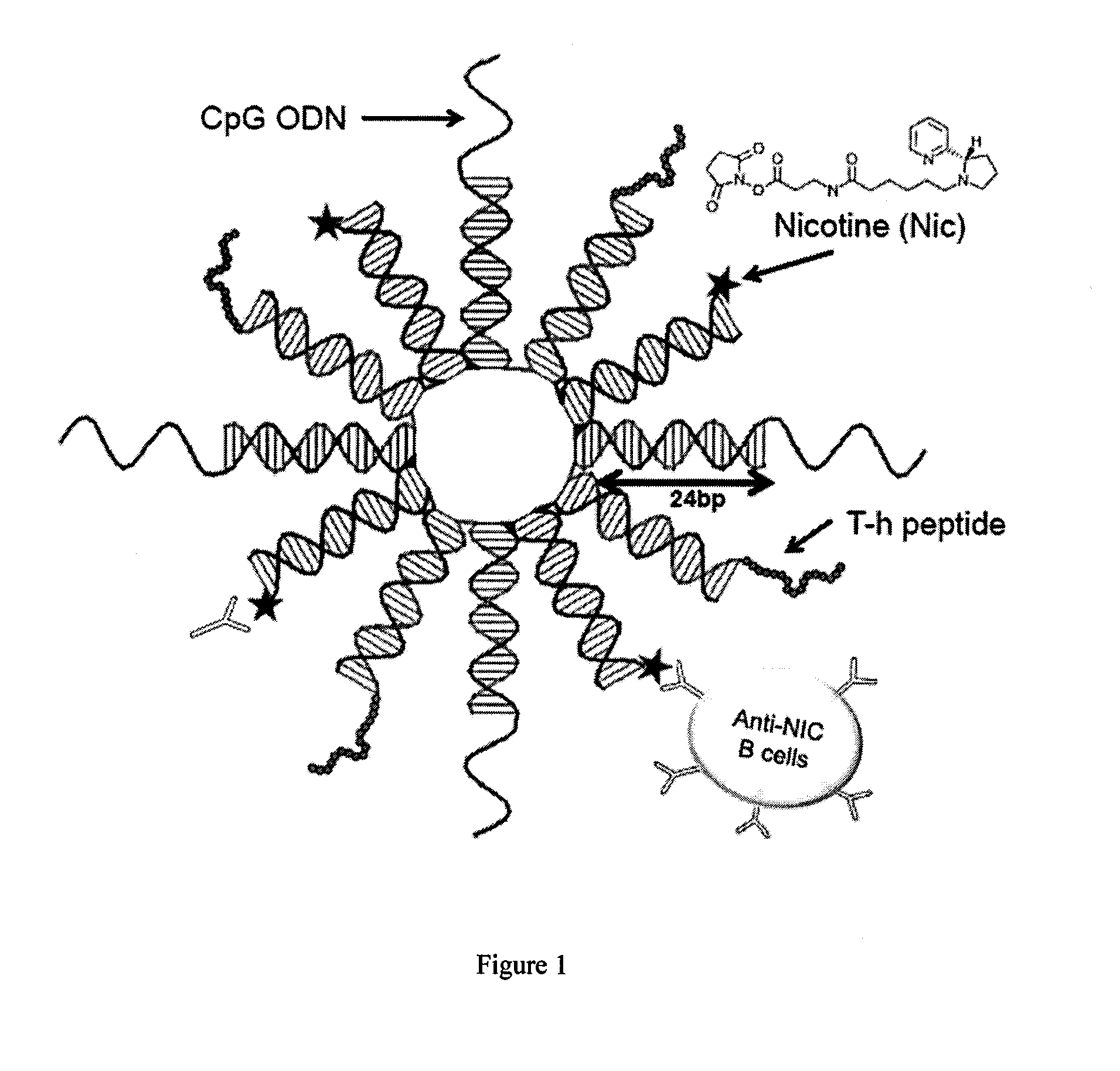 Novel nicotine DNA vaccines