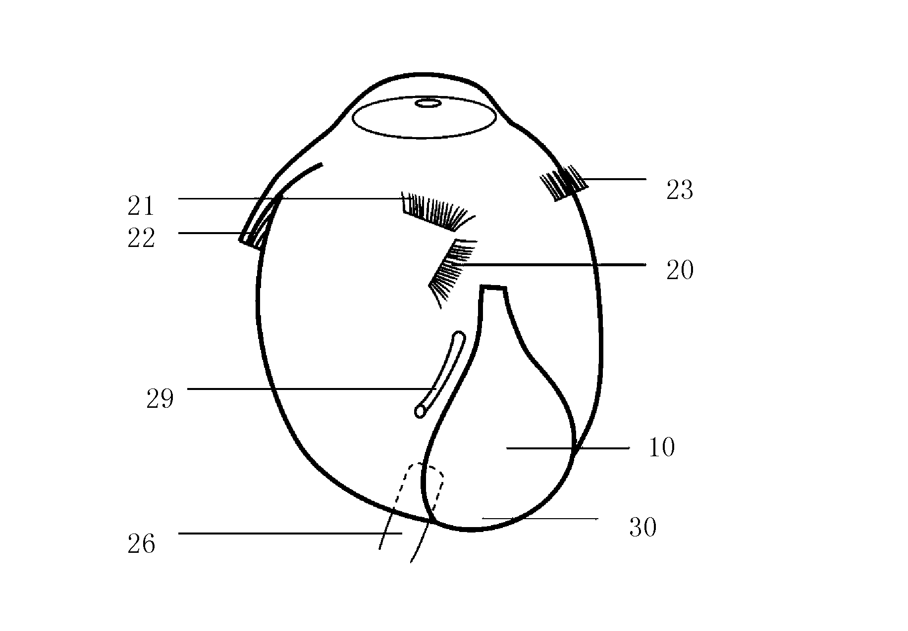 Biomembrane material strip belt for high-myopia posterior scleral reinforcement surgery and manufacture method thereof