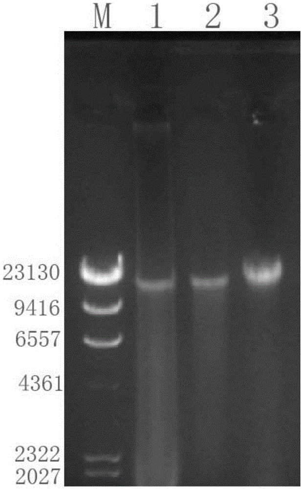 Bacteriophage genome DNA (deoxyribonucleic acid) extraction kit and method