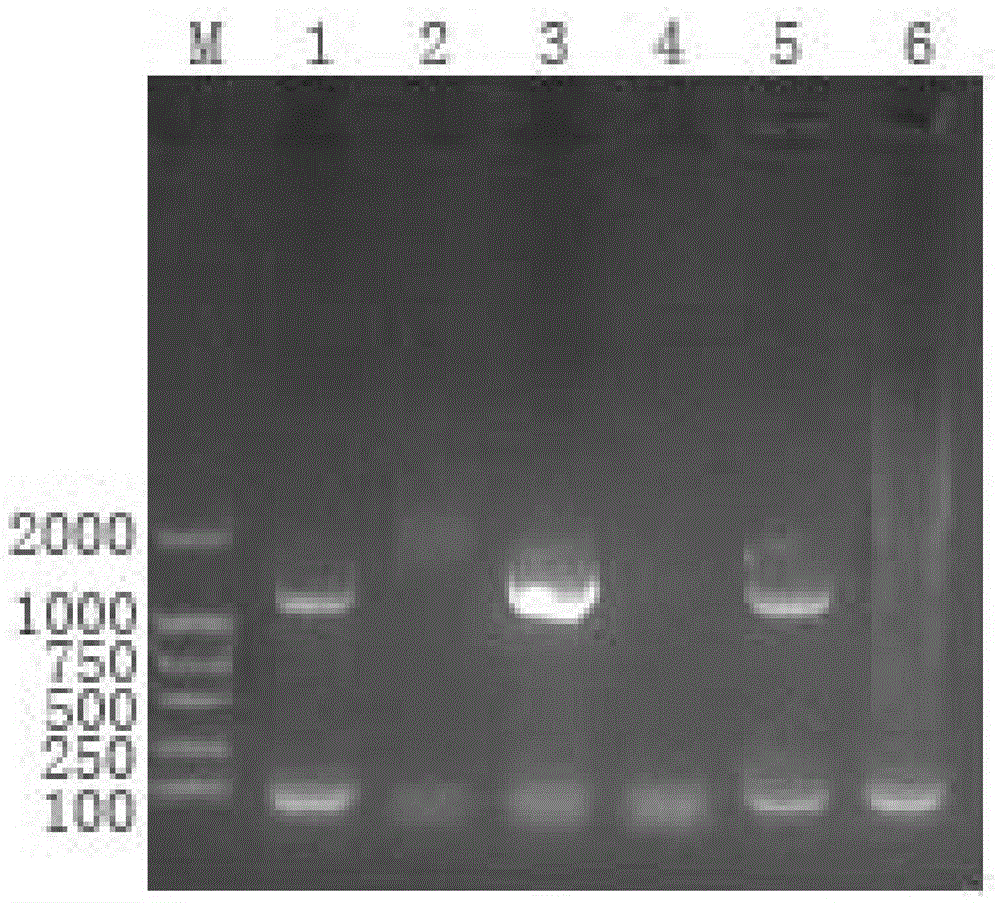 Bacteriophage genome DNA (deoxyribonucleic acid) extraction kit and method