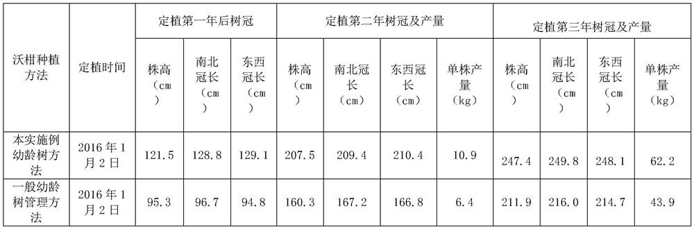 A kind of management method of citrus young tree