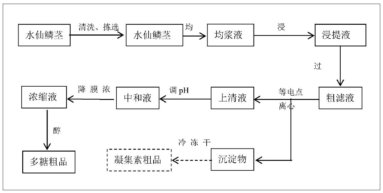 Method for extracting and separating high-viscosity narcissus polysaccharides from narcissus bulbs