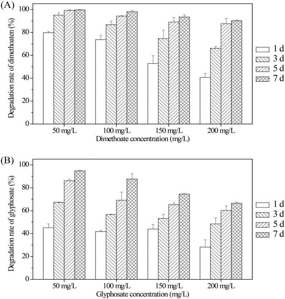 Serratia capable of enriching phosphorus, degrading organic phosphorus and inhibiting plant pathogenic fungi