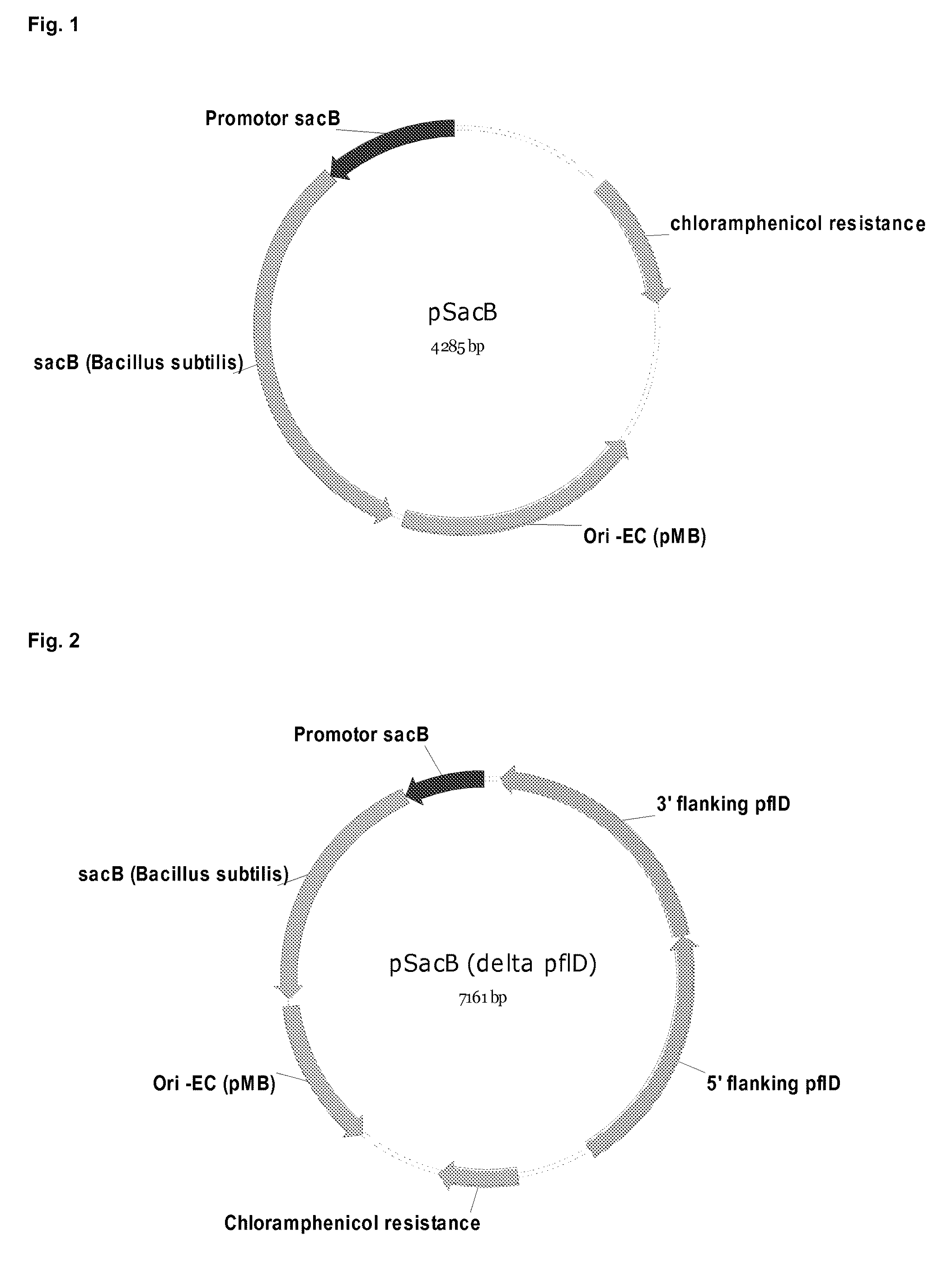 Microbial succinic acid producers and purification of succinic acid